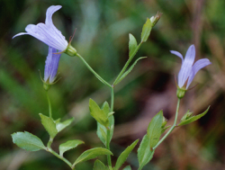 Photo taken at Pt. Reyes, Marin County © 2001 Doreen L. Smith  